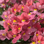 Nemesia Coral Kiss